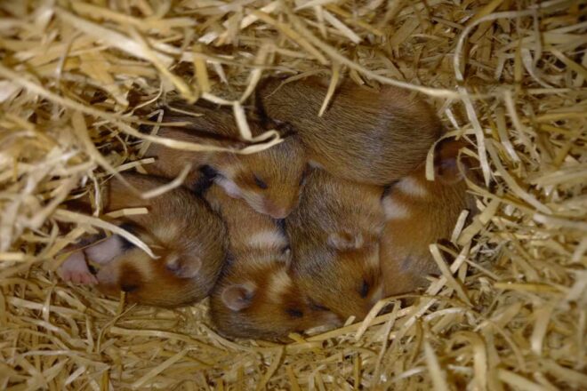 Survie du Grand Hamster d’Alsace : associations et vétérinaires à la rescousse !
