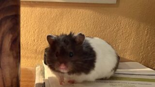Les hamsters sacrifiés de Hong Kong