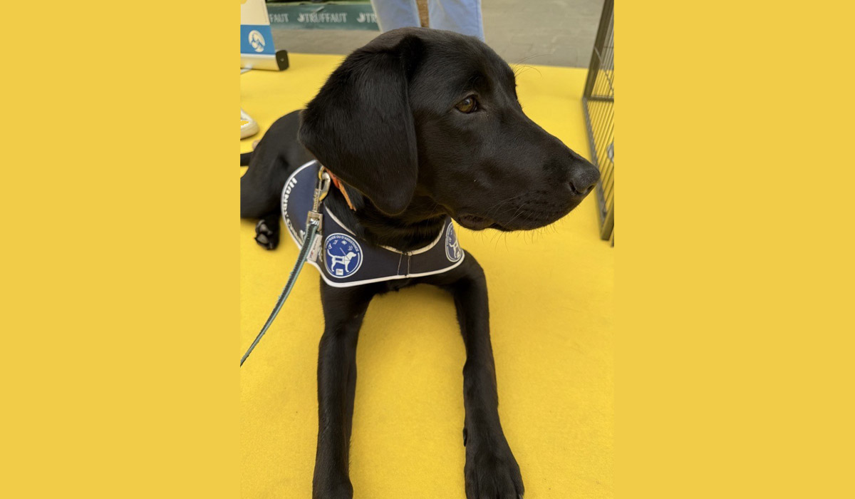 Truffaut se mobilise pour HANDI’CHIENS : du micro-don à l’engagement des collaborateurs Truffaut se mobilise pour HANDI’CHIENS : du micro-don à l’engagement des collaborateurs