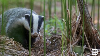 Chasse: en Haute-Garonne, on ne déterrera pas les blaireaux cet été ! Victoire de One Voice