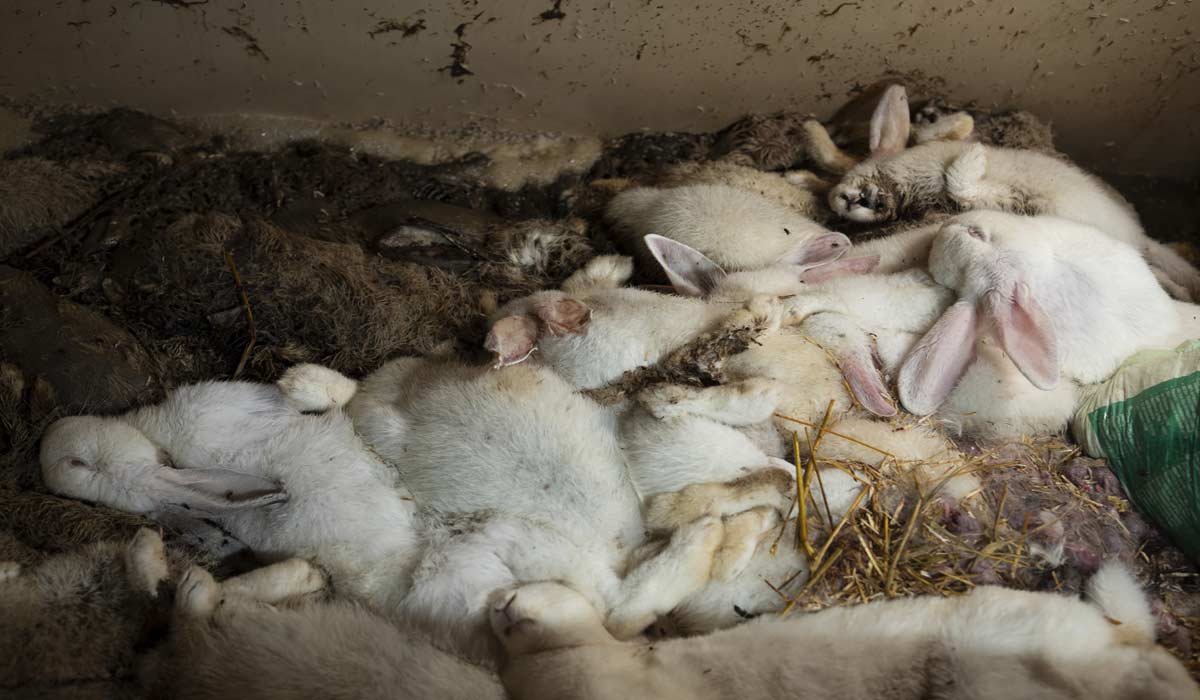 Hauts-de-France : 3 élevages sordides de lapins à fermer d’urgence