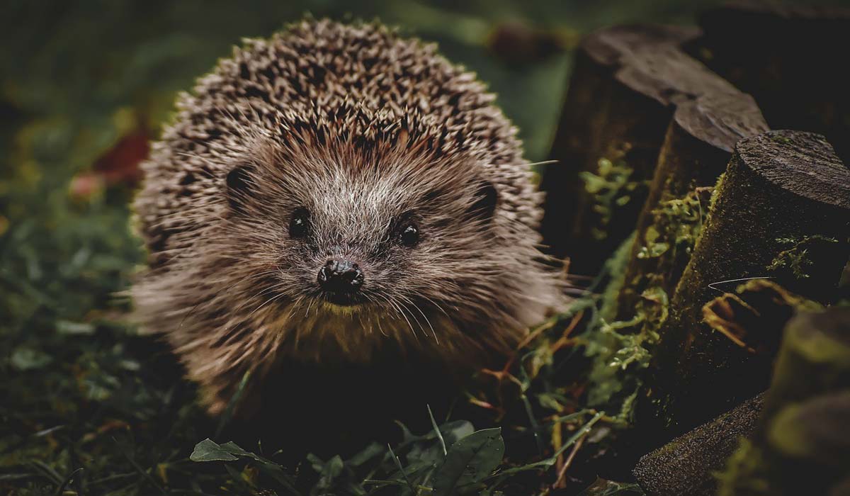 Convention sur la diversité biologique : une action unifiée nécessaire pour lutter contre la perte de la biodiversité et le changement climatique