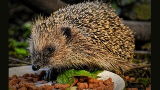 Compléter l’alimentation naturelle du hérisson