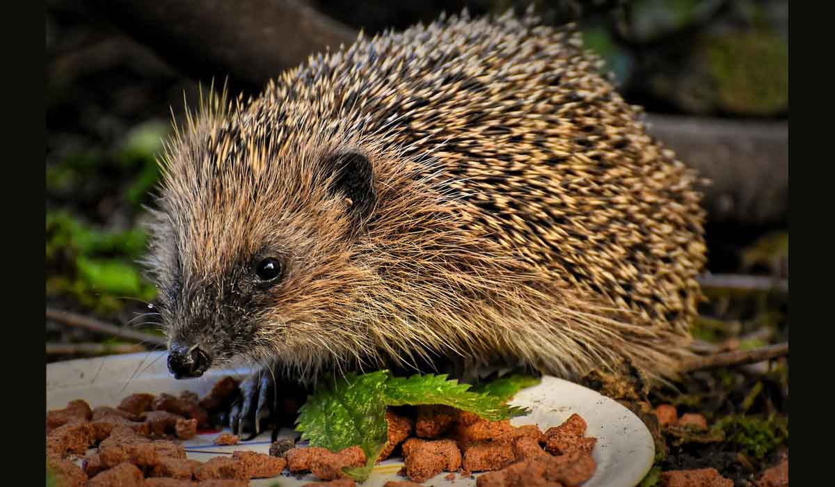 Compléter l’alimentation naturelle du hérisson