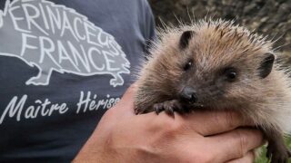 De l’importance de créer des centres de soins de la faune sauvage en Ile-de-France