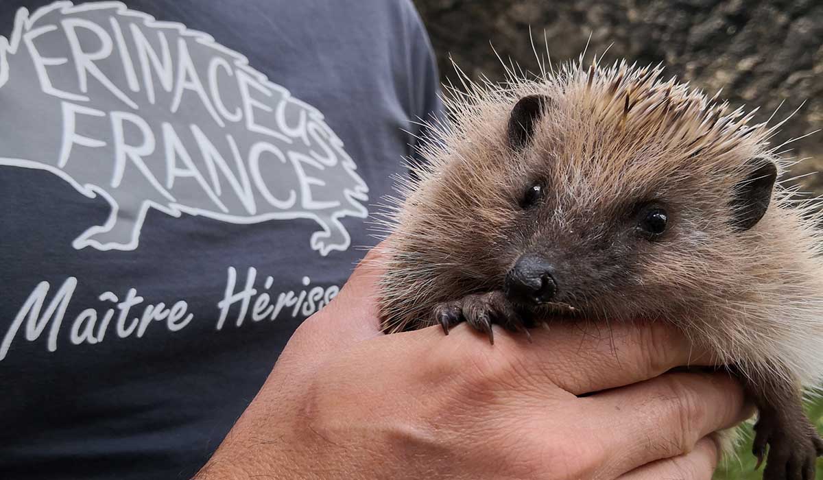 De l’importance de créer des centres de soins de la faune sauvage en Ile-de-France