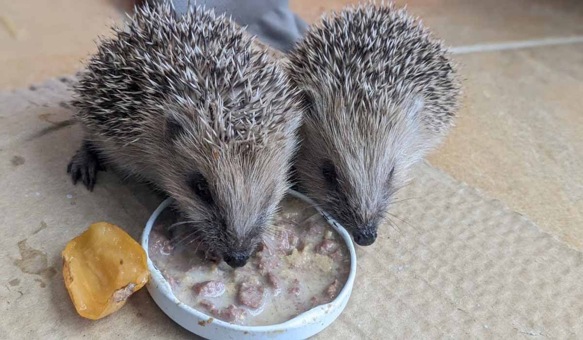 Le Tichodrome recherche des mécènes pour participer à un grand projet de rénovation Le Tichodrome recherche des mécènes pour participer à un grand projet de rénovation