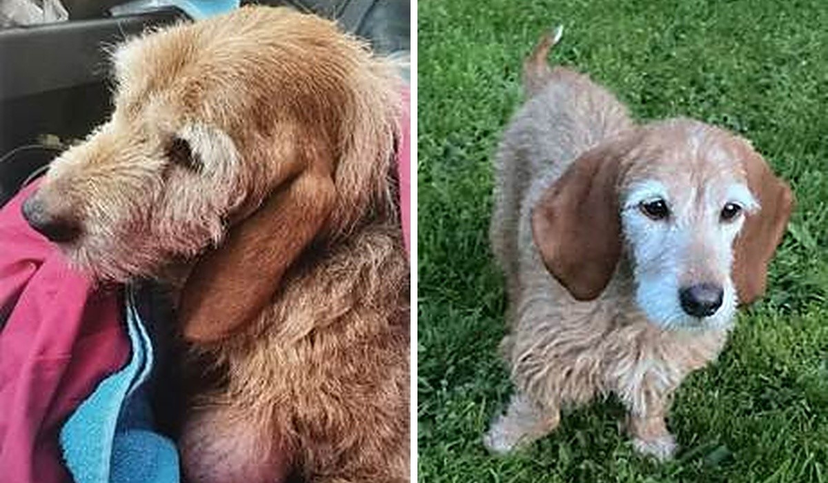 Chouquette, chienne découverte amaigrie avec une masse de 10 cm : son propriétaire devant la justice Chouquette, chienne découverte amaigrie avec une masse de 10 cm : son propriétaire devant la justice
