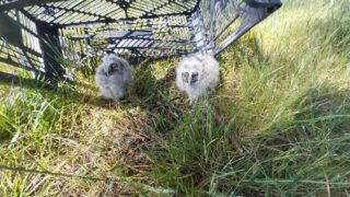 SOS Faune Sauvage Bretagne : nouveau service régional pour sauvegarder la faune sauvage
