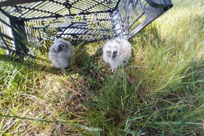 SOS Faune Sauvage Bretagne : nouveau service régional pour sauvegarder la faune sauvage