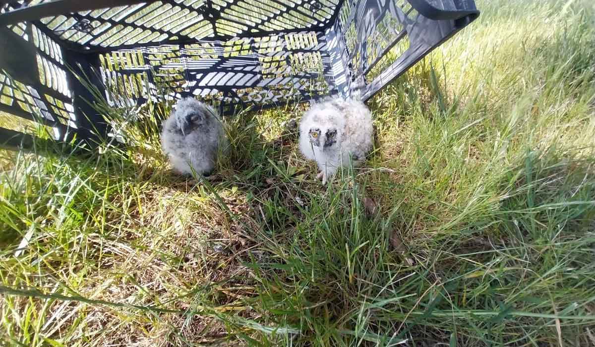 SOS Faune Sauvage Bretagne : nouveau service régional pour sauvegarder la faune sauvage