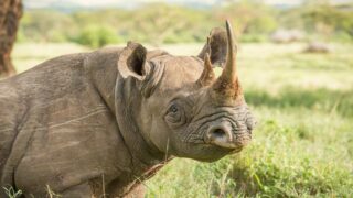 Des centaines d’espèces bénéficient de nouvelles protections lors du sommet des Nations Unies