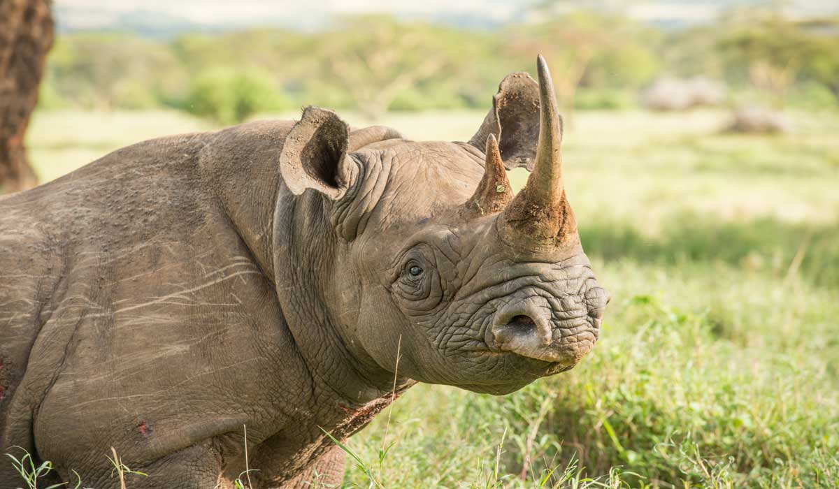 Des centaines d’espèces bénéficient de nouvelles protections lors du sommet des Nations Unies