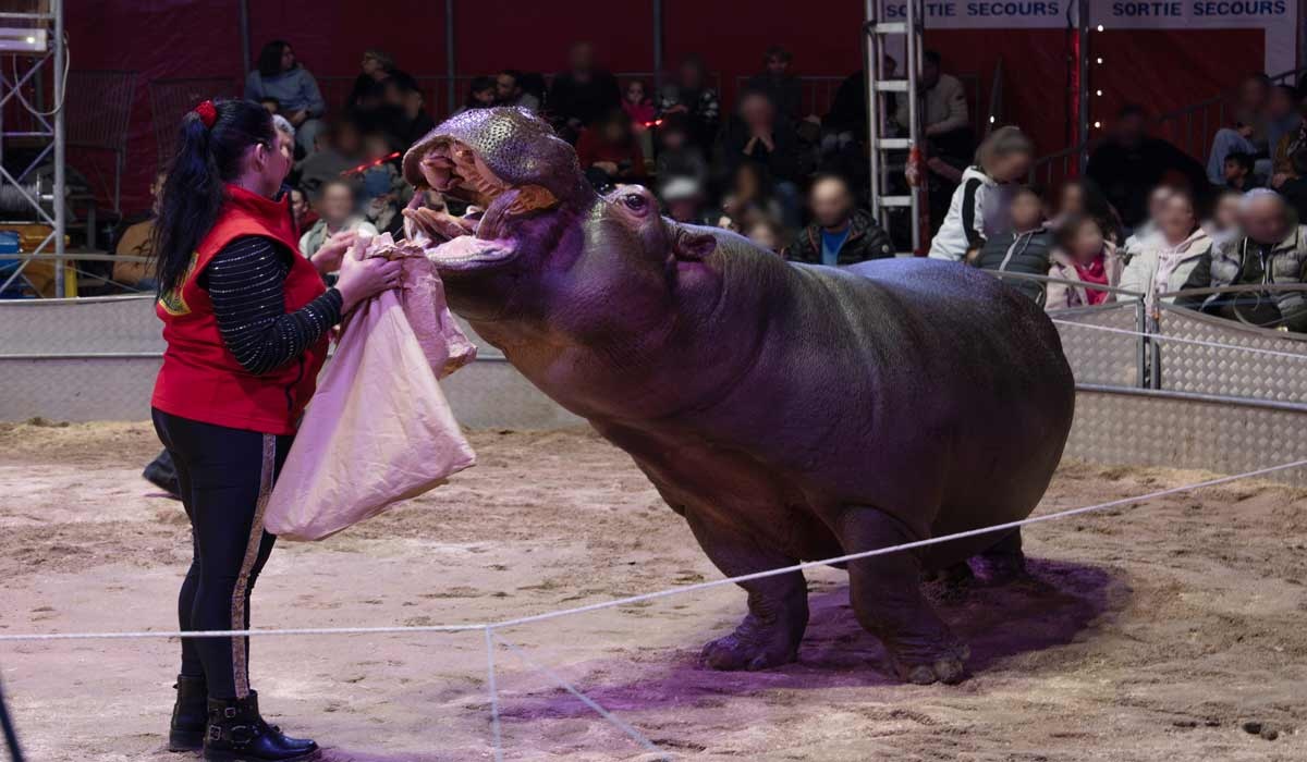 Cirque Muller : One Voice se révolte contre l’indicible souffrance de Jumbo, exhibé ces derniers jours à La Teste de Buch (33)  