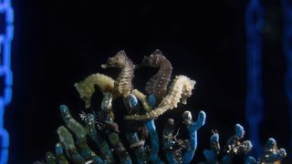 En Italie, des pêcheurs contribuent à sauver des milliers d’hippocampes pris dans leurs filets