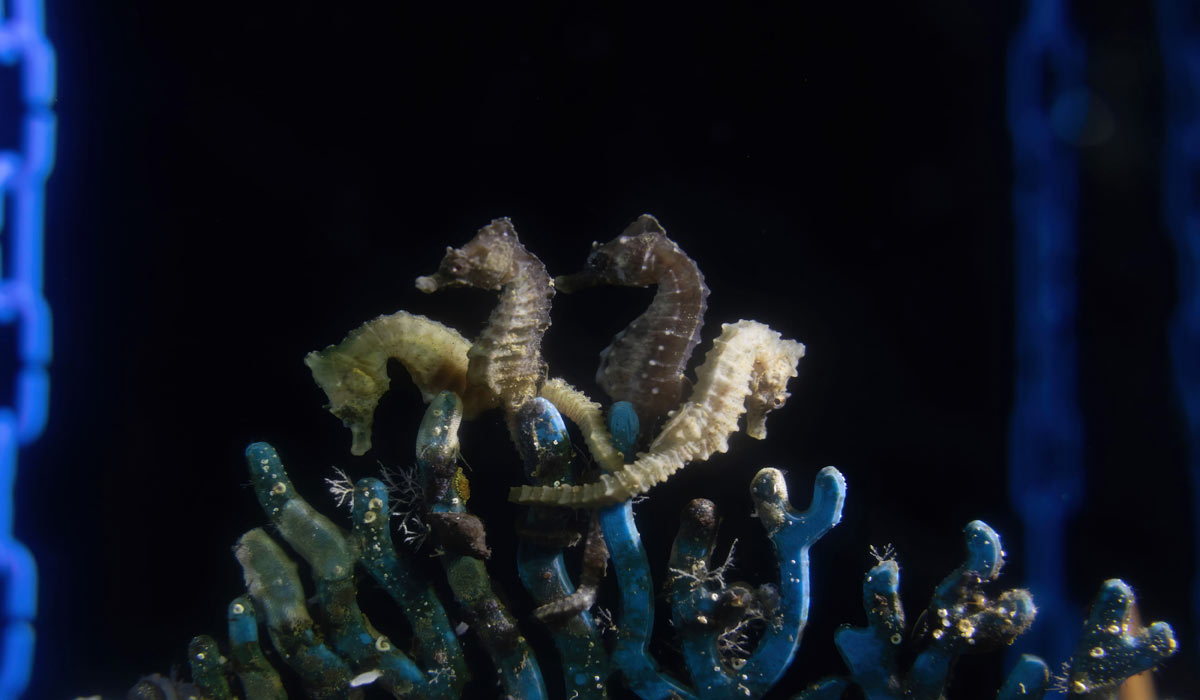 En Italie, des pêcheurs contribuent à sauver des milliers d’hippocampes pris dans leurs filets En Italie, des pêcheurs contribuent à sauver des milliers d’hippocampes pris dans leurs filets