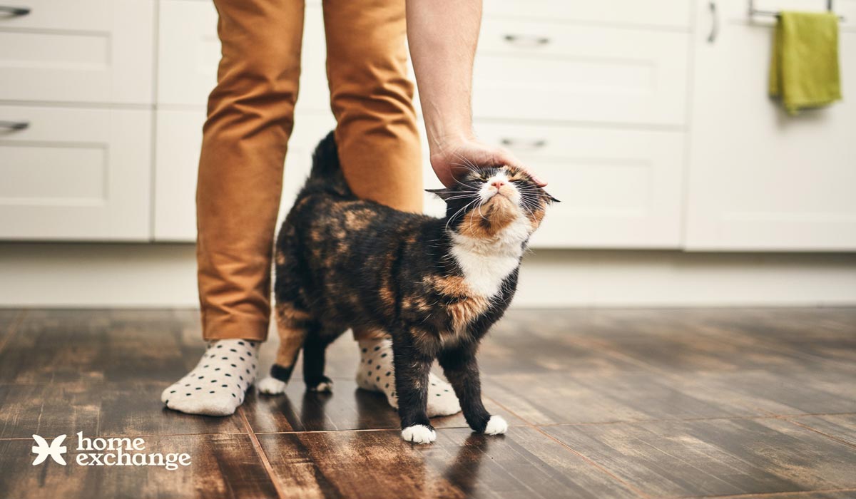 Bon plan vacances : partir avec son animal et économiser jusqu’à 500 € avec l’échange de maisons Bon plan vacances : partir avec son animal et économiser jusqu’à 500 € avec l’échange de maisons