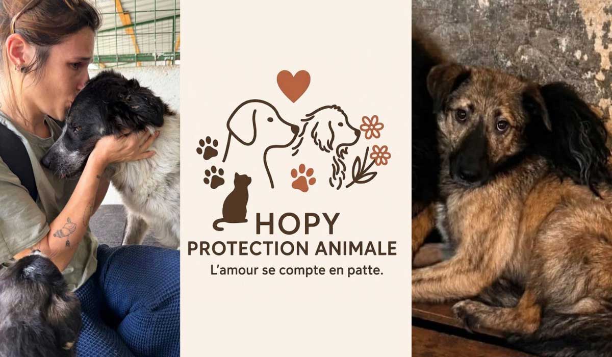 L’association Hopy lance un appel pour Jude et pour les chiens errants de Roumanie L’association Hopy lance un appel pour Jude et pour les chiens errants de Roumanie