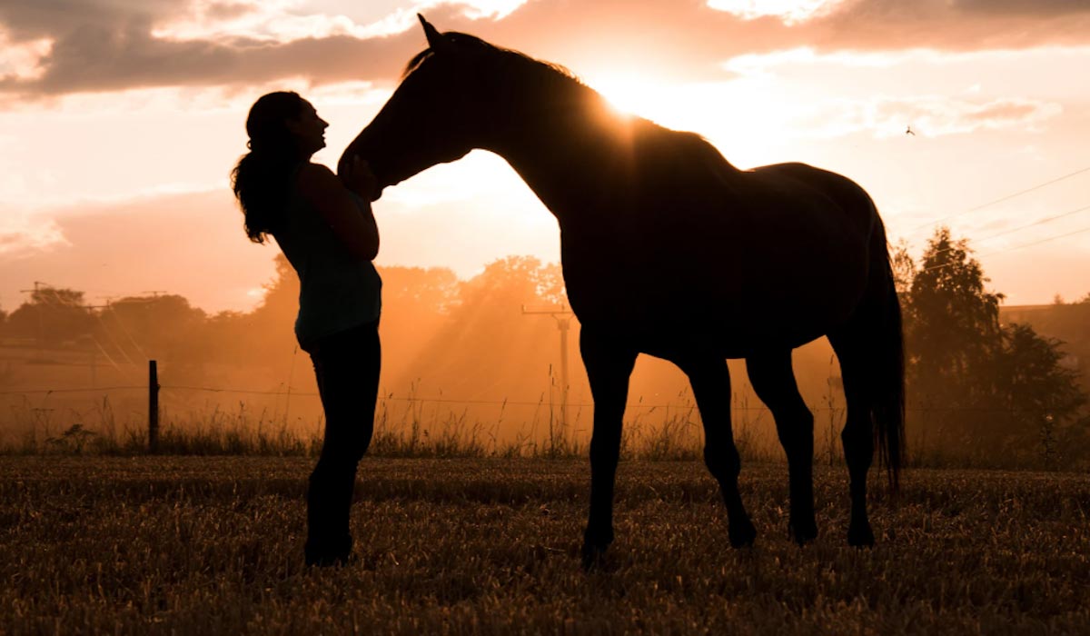 Normandie : mieux comprendre la crémation des chevaux