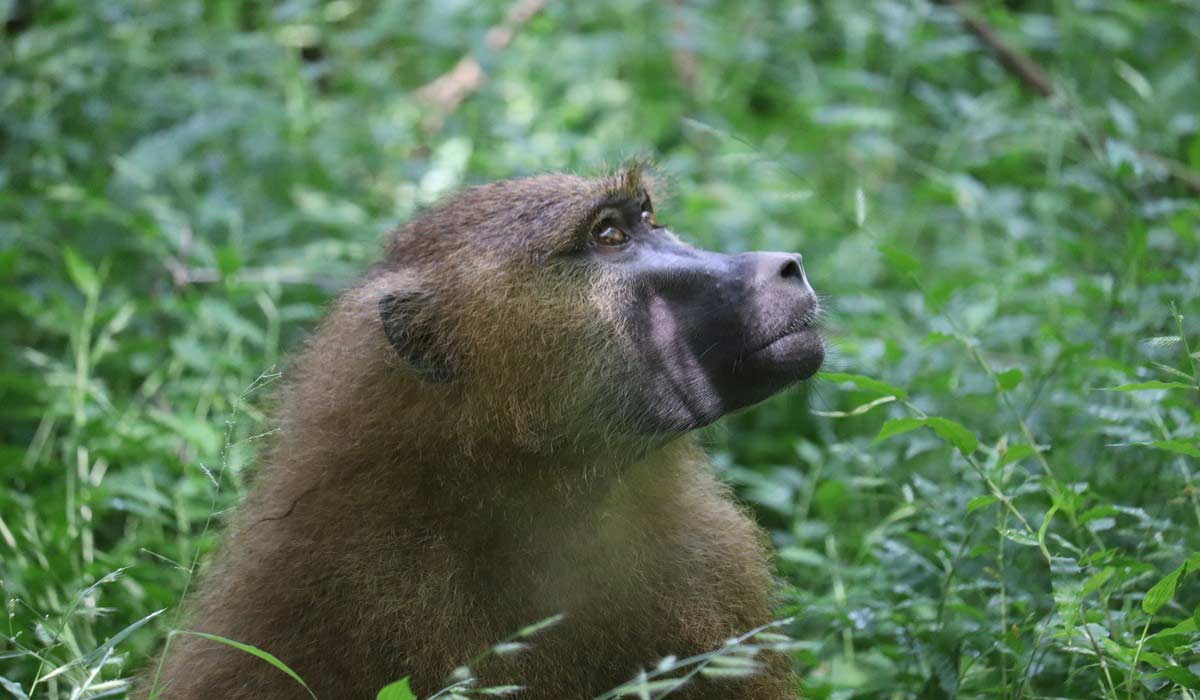 Recherche d’un poste dans le domaine de la conservation et préservation de la faune