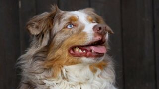 Le Berger Australien et le chat Européen en tête des chiens et chats préférés des Français en 2025