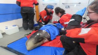 Two Risso’s dolphins rescued and released off Provincetown