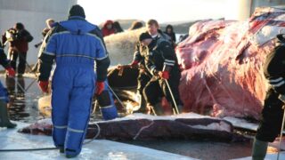 Chasse à la baleine en Islande