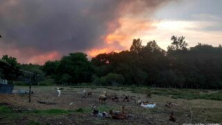 Etude coûts-bénéfices de l’inclusion des animaux dans les plans de sauvetage français