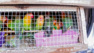 Améliorer la prise en charge d’animaux vivants issus du trafic à travers la formation des forces de l’ordre