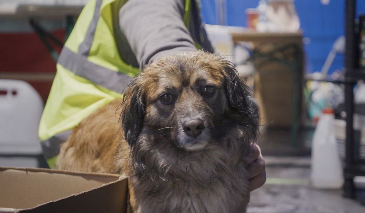IFAW fait campagne en télévision pour les animaux en détresse