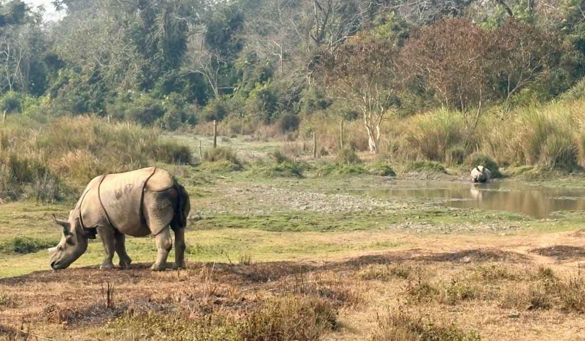 Deux jeunes rhinocéros unicornes réintroduits à Kaziranga Deux jeunes rhinocéros unicornes réintroduits à Kaziranga