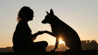 Travail de chien
