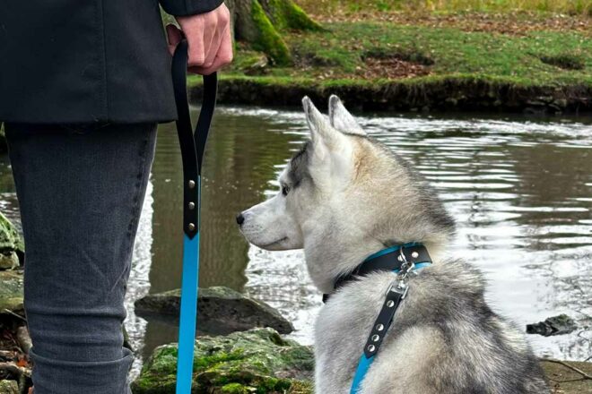 Hey Saika, des accessoires pour chien faits main et en France