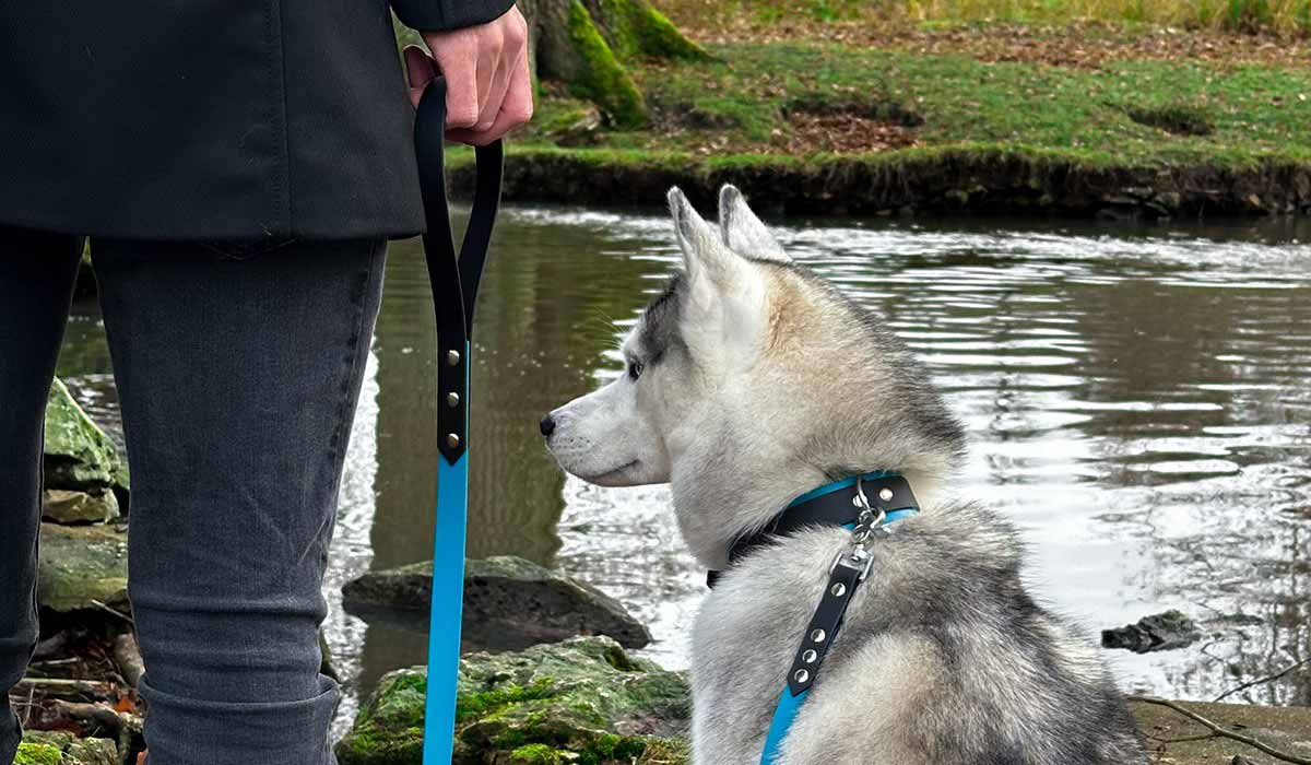 Hey Saika, des accessoires pour chien faits main et en France