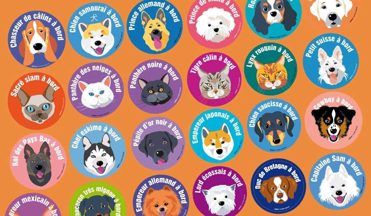 Wafinu, des sourires pour aider les chiens et les chats derrière les barreaux Wafinu, des sourires pour aider les chiens et les chats derrière les barreaux