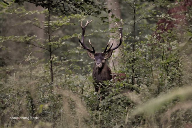 Les débuts du collectif Abolissons la Vénerie Aujourd’hui (AVA)