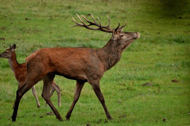 Pourquoi j’ai rejoint le collectif Abolissons la Vénerie Aujourd’hui