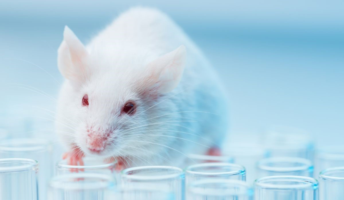 Et si la recherche expérimentale se passait d’animaux ?