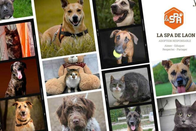 Bien-être animal et amélioration du quotidien de nos pensionnaires au refuge de la SPA de Laon : notre priorité pour 2023