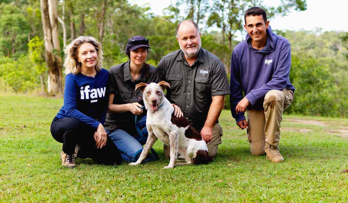 Oaka, la nouvelle chienne détectrice de koalas s’apprête à prendre la relève de Bear Oaka, la nouvelle chienne détectrice de koalas s’apprête à prendre la relève de Bear