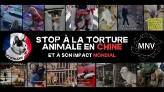 Pétition : plus de 56 000 Français dénoncent la cruauté animale en Chine et sa propagation mondiale  – la mobilisation continue