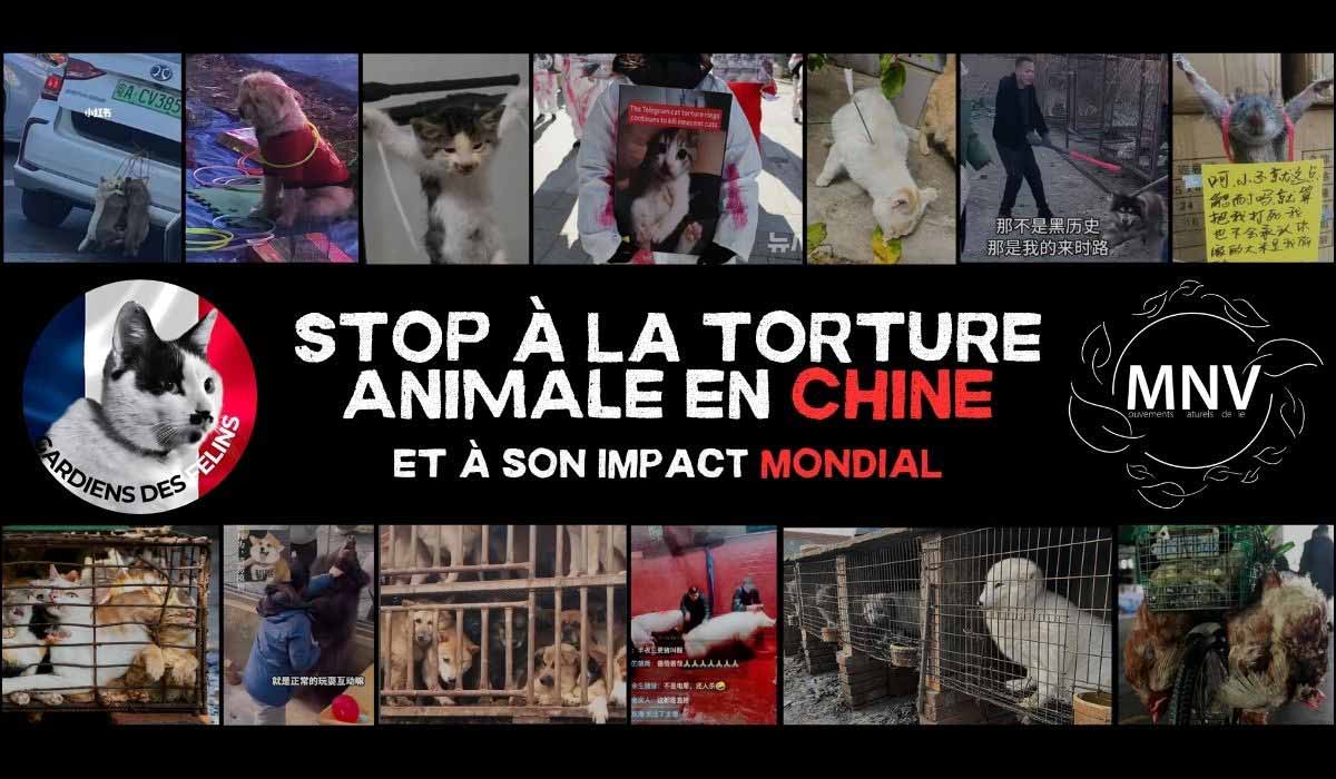 Pétition : plus de 56 000 Français dénoncent la cruauté animale en Chine et sa propagation mondiale  – la mobilisation continue