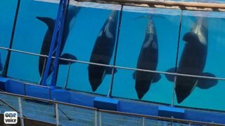 Marineland compte envoyer ses orques à un delphinarium au Japon : One Voice prépare l’offensive