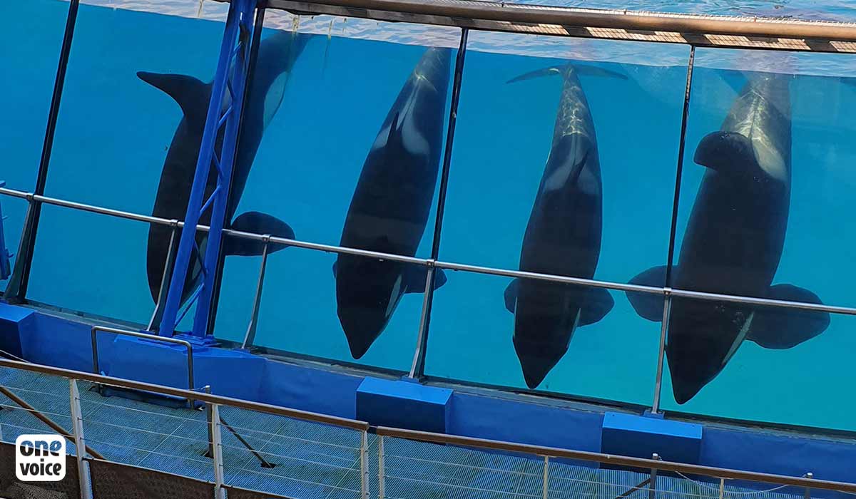 Marineland compte envoyer ses orques à un delphinarium au Japon : One ...