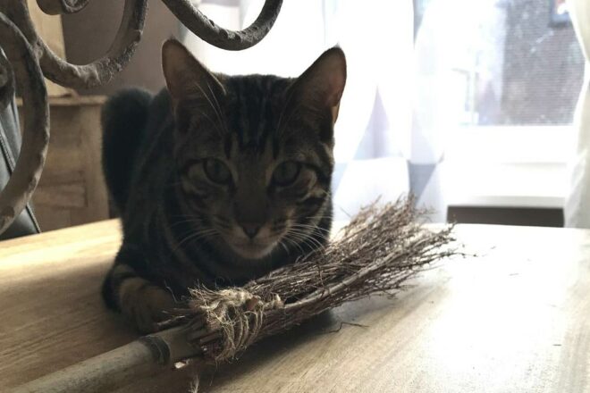  « Alors on sème ? Des sensibilisations dans les écoles associant le bien-être animal à la lutte contre le harcèlement scolaire » 