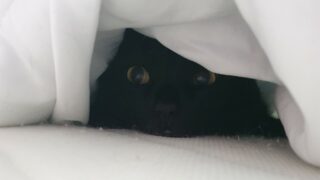 Votre chat est-il stressé ? Les signes qui doivent vous alerter