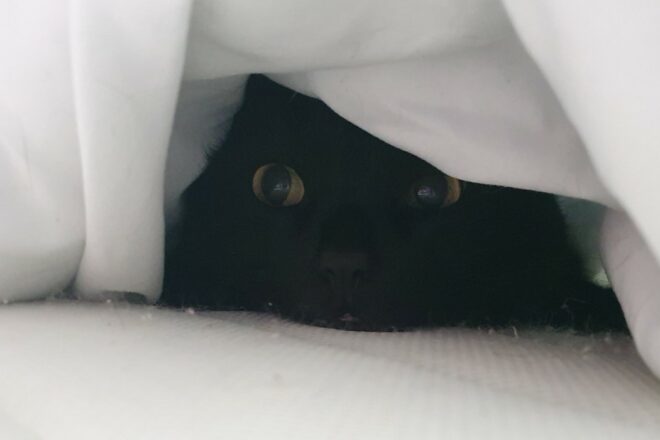 Votre chat est-il stressé ? Les signes qui doivent vous alerter