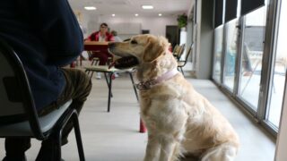 Lutter contre l’isolement : quand la médiation par l’animal devient un enjeu de santé publique