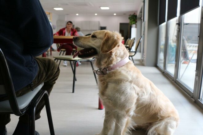 Lutter contre l’isolement : quand la médiation par l’animal devient un enjeu de santé publique