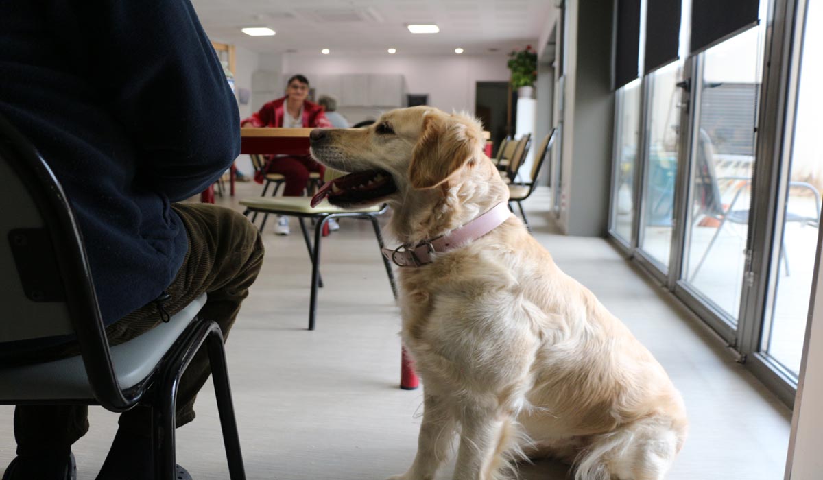 Lutter contre l’isolement : quand la médiation par l’animal devient un enjeu de santé publique